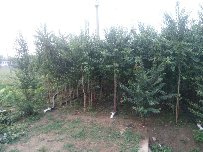 丝绵木261~300cm