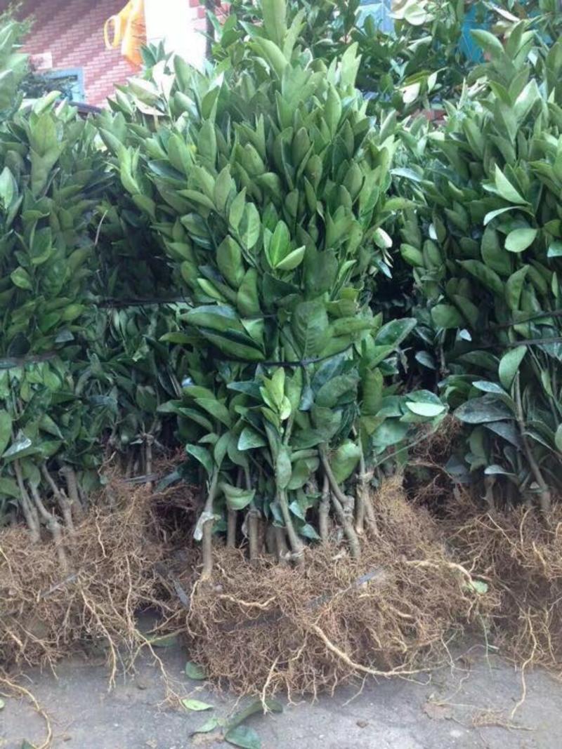 台湾茂谷柑苗30~50cm嫁接南方果树苗新品种柑苗