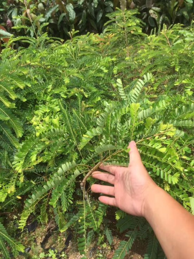 甜种油柑苗余甘苗牛柑苗油甘苗一年苗嫁接果树苗