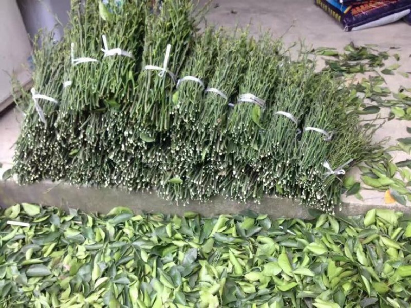 不知火枝条10~20cm