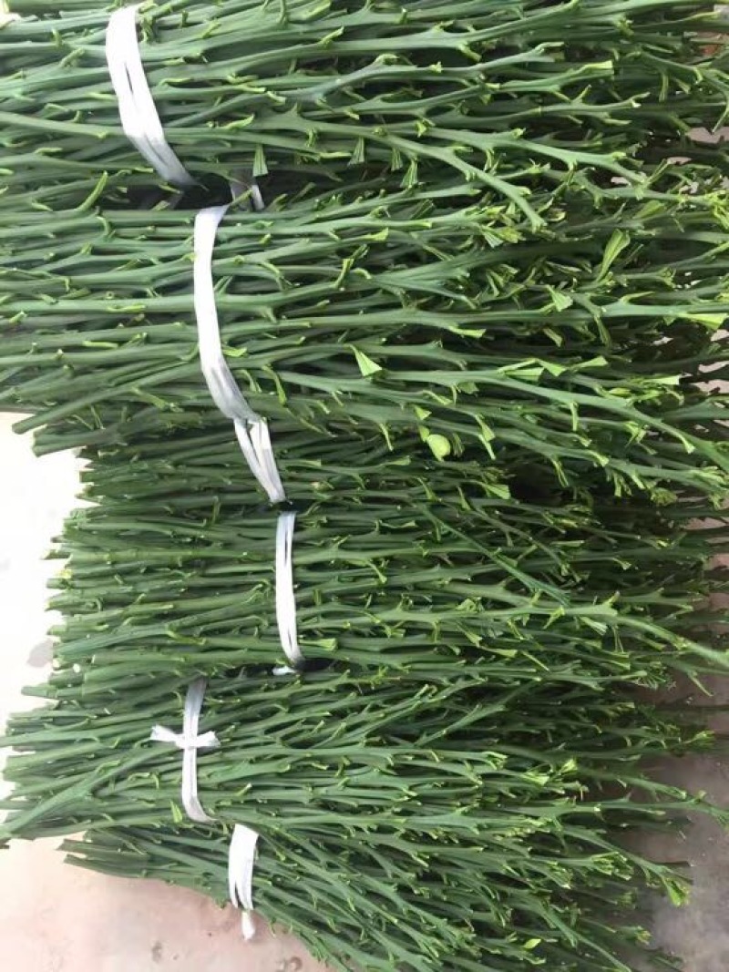 不知火枝条10~20cm