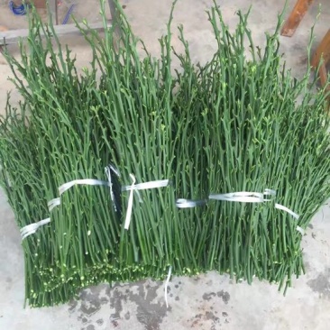 不知火枝条10~20cm