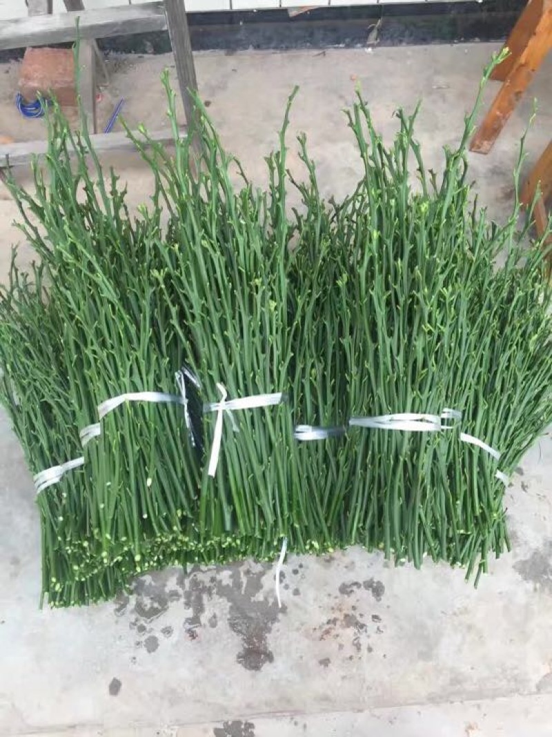 不知火枝条10~20cm