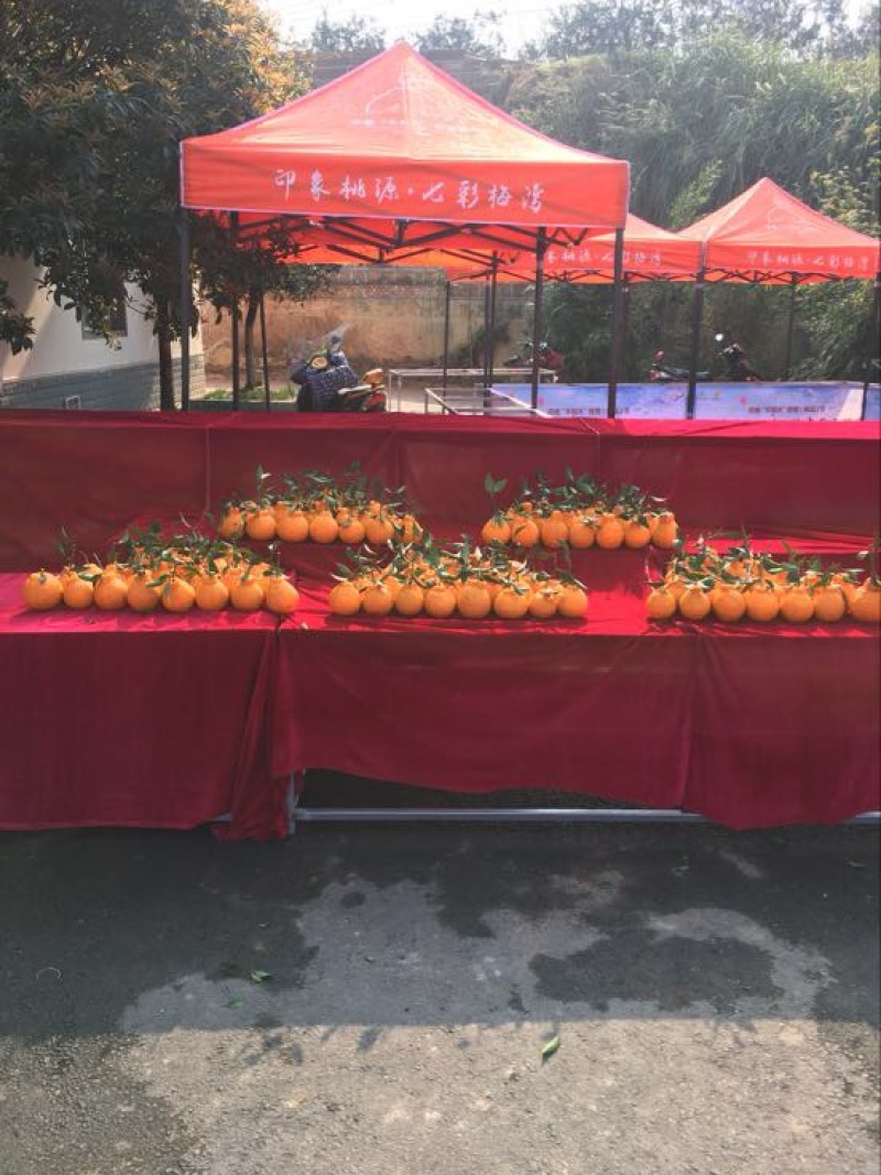 不知火枝条10~20cm