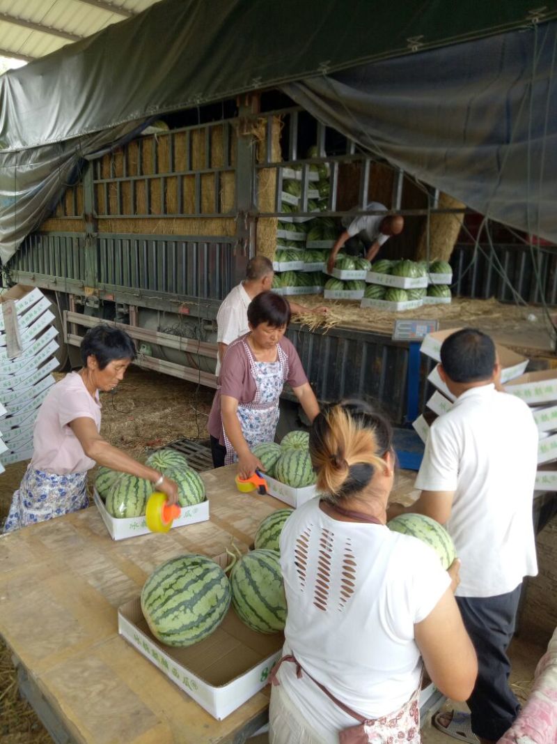 8424西瓜🍉