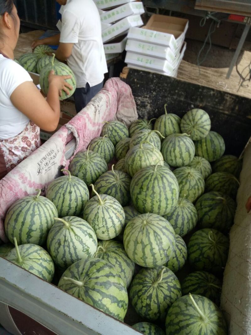 8424西瓜🍉