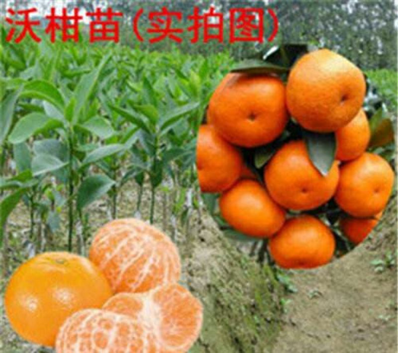 沃柑苗嫁接正品
