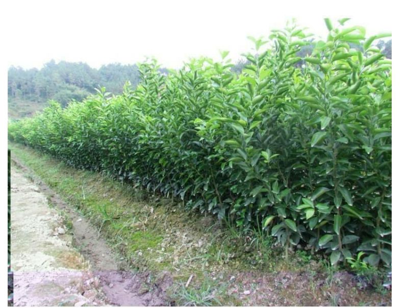 沃柑苗嫁接正品