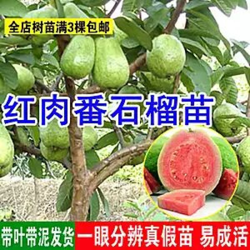 西瓜番石榴苗30~50cm