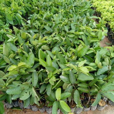 西瓜番石榴苗30~50cm