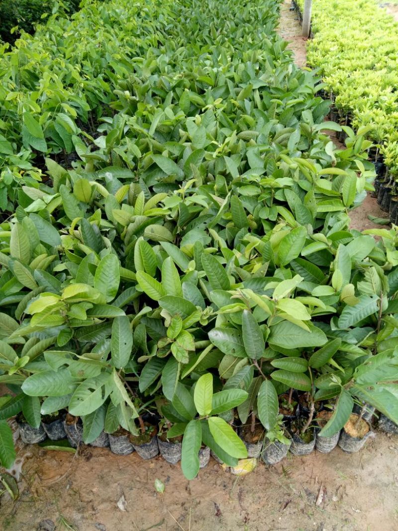 西瓜番石榴苗30~50cm
