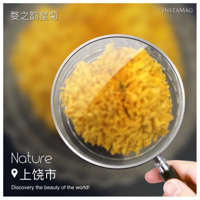 菊花茶特级