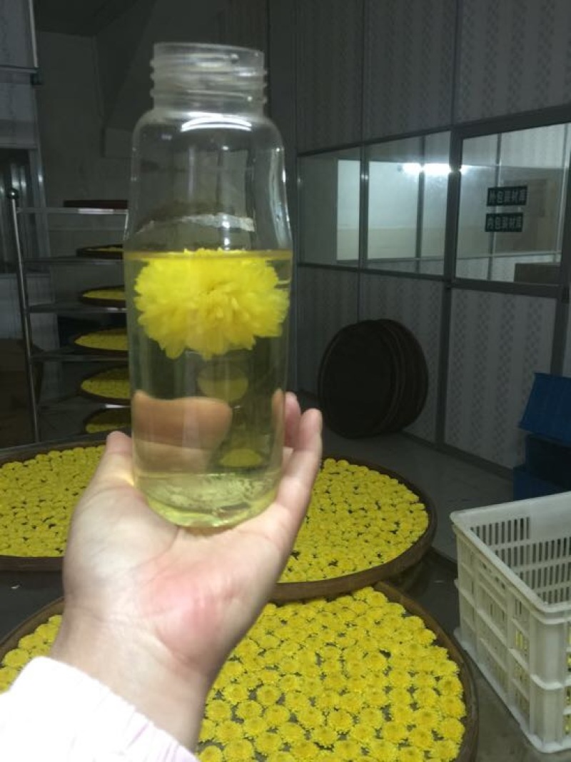 菊花茶特级