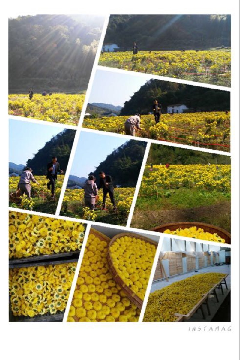 菊花茶特级