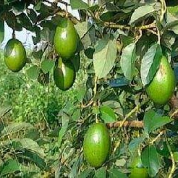 牛油果苗哈斯牛油果嫁接苗结果快