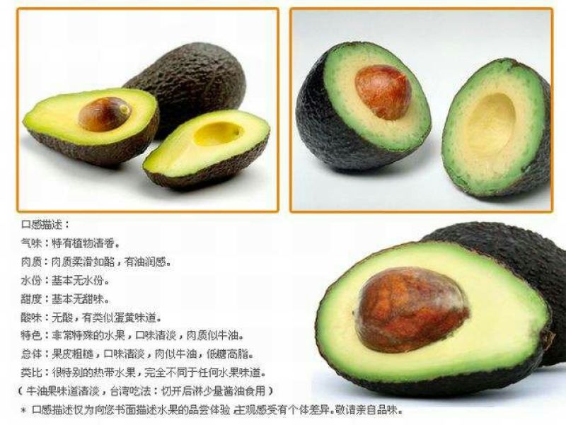牛油果苗哈斯牛油果嫁接苗结果快