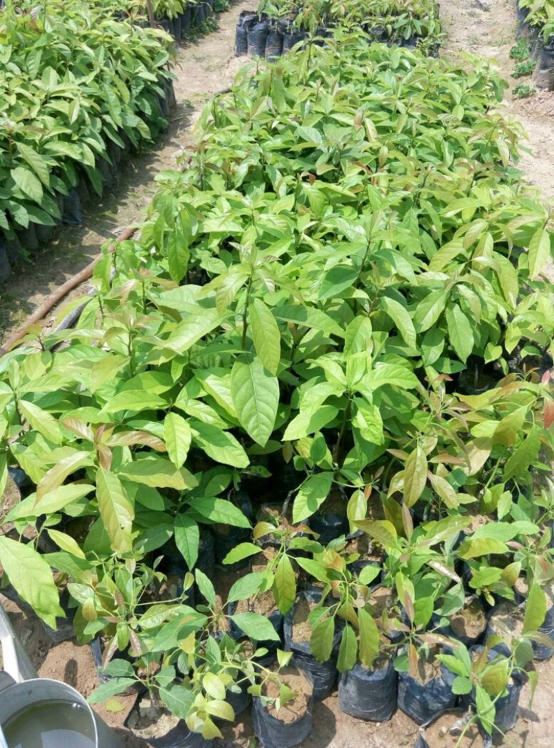 牛油果苗哈斯牛油果嫁接苗结果快