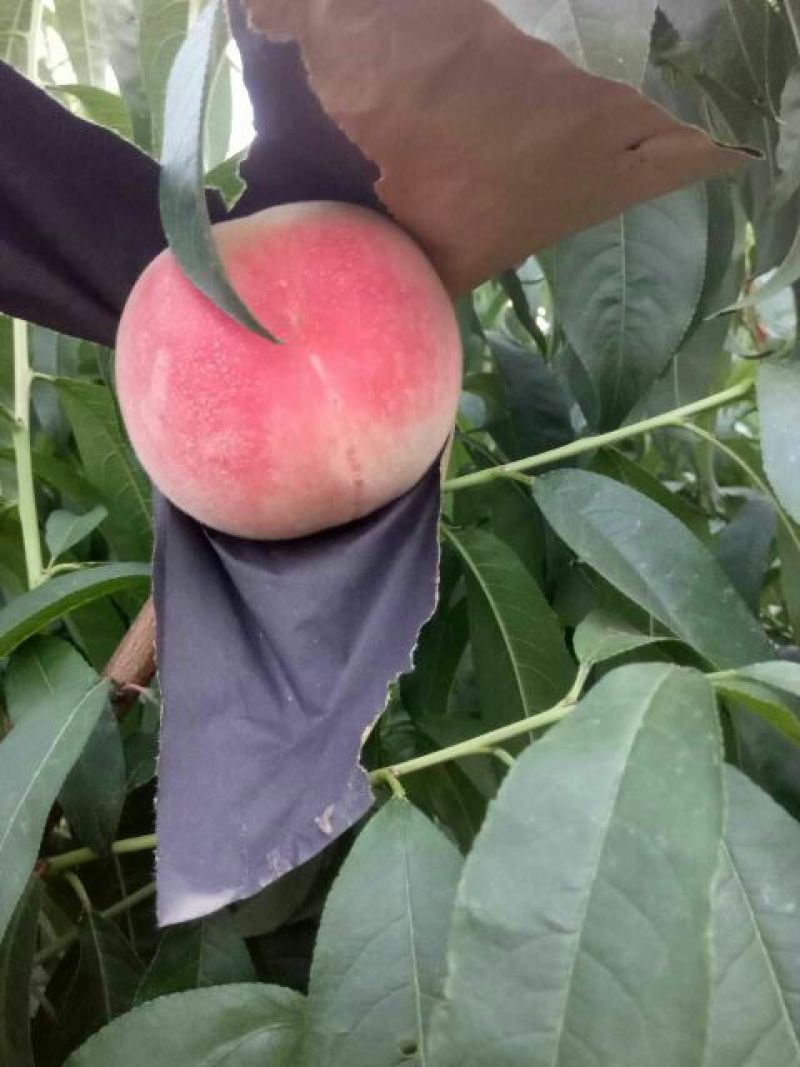 水蜜桃80mm以上