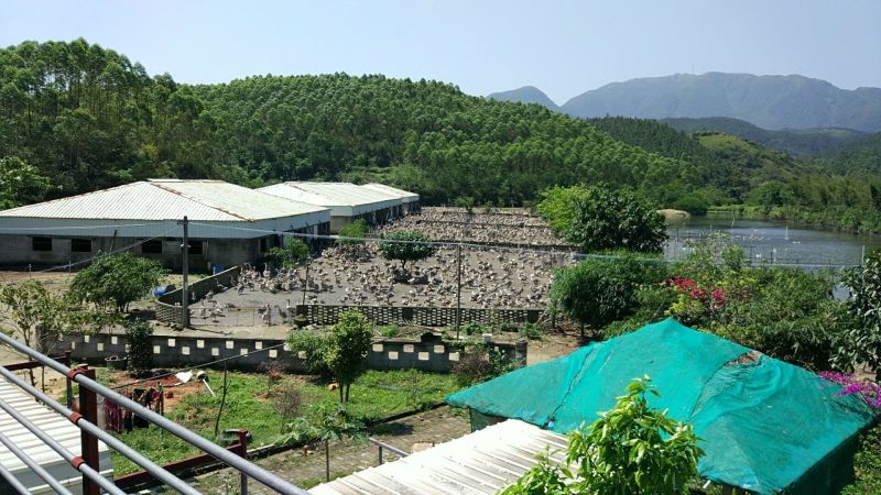 狮头鹅苗250g以下