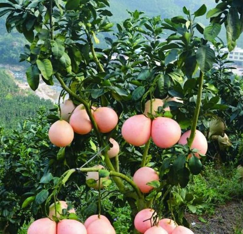 红心蜜柚苗0.8~1cm0.5~0.8m