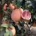 红心蜜柚苗0.8~1cm0.5~0.8m