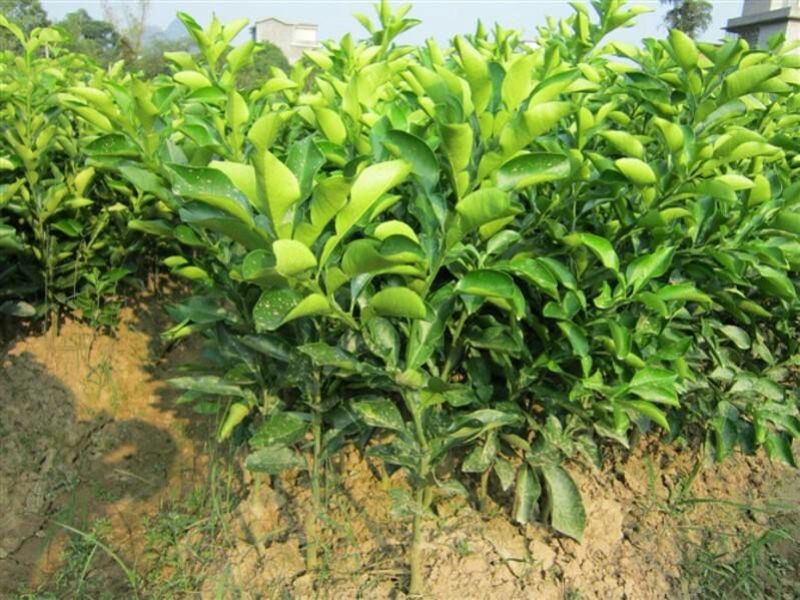 红心蜜柚苗0.8~1cm0.5~0.8m