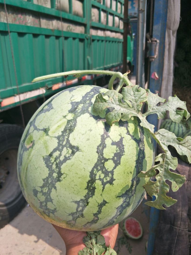 8424西瓜6斤打底8成熟头茬颜色艳丽，口感好