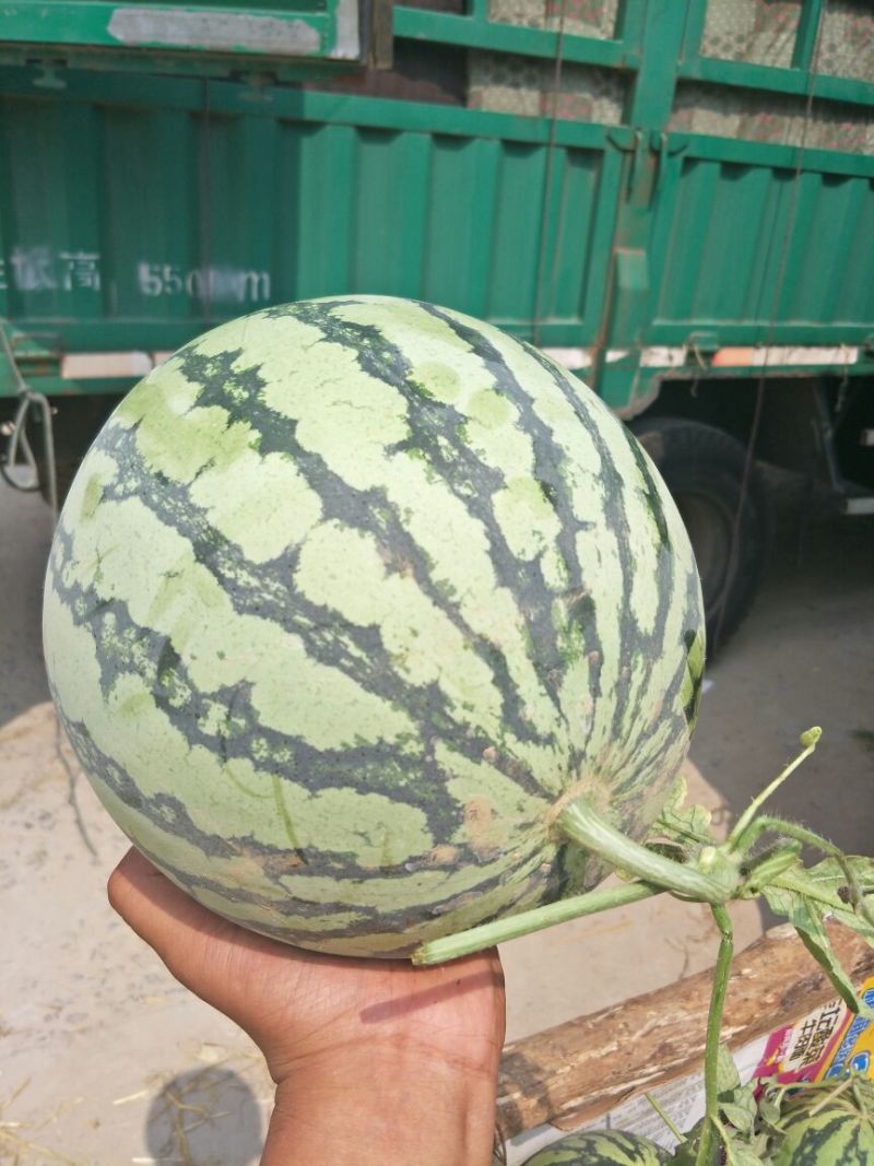 8424西瓜6斤打底8成熟头茬颜色艳丽，口感好