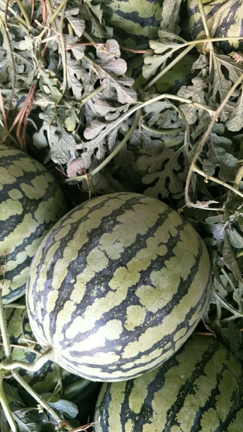 8424西瓜6斤打底8成熟头茬颜色艳丽，口感好