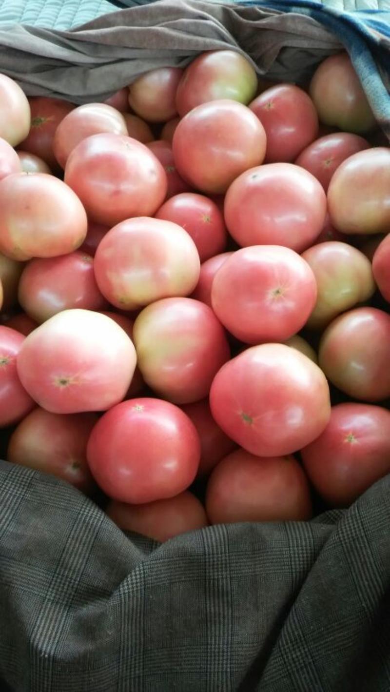 河北永年精品硬粉西红柿大量供应中弧三以上硬粉精品