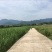 茭白种苗