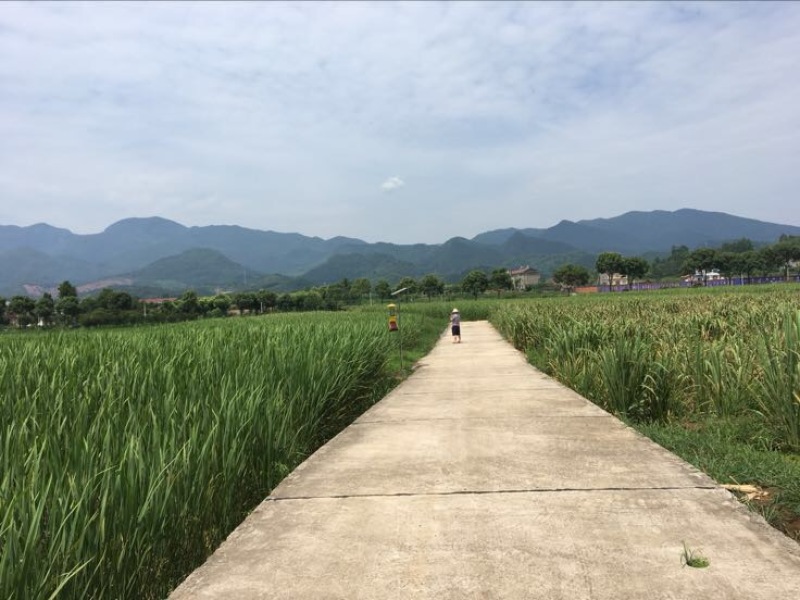 茭白种苗