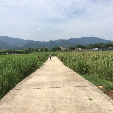 茭白种苗