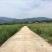 茭白种苗