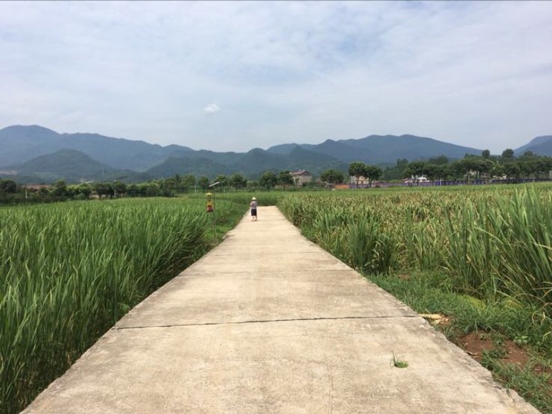 茭白种苗