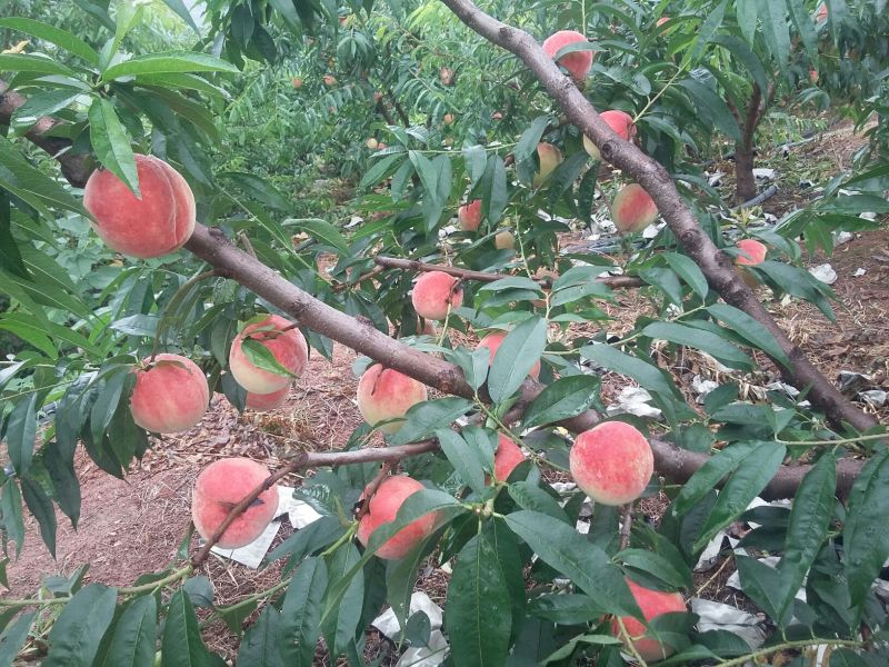 白凤桃，汉源特产，离核，脆甜多汁，耐运输