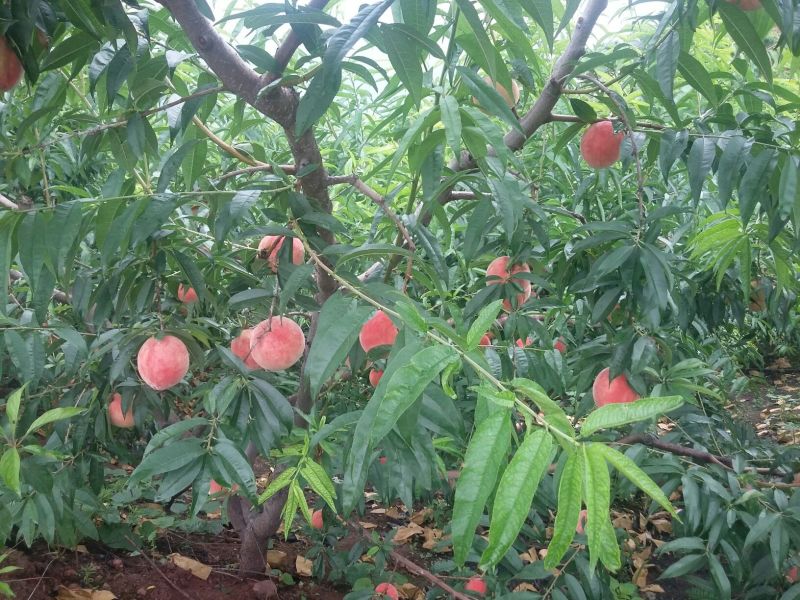 白凤桃，汉源特产，离核，脆甜多汁，耐运输
