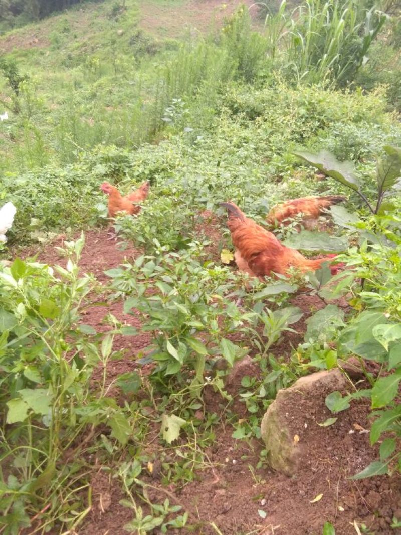 土鸡6~9月
