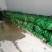 水果玉米8两以上（350亩）
