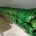 水果玉米8两以上（350亩）
