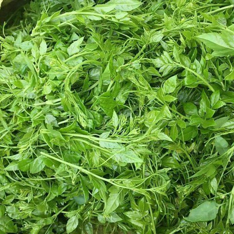 藤条茶特级