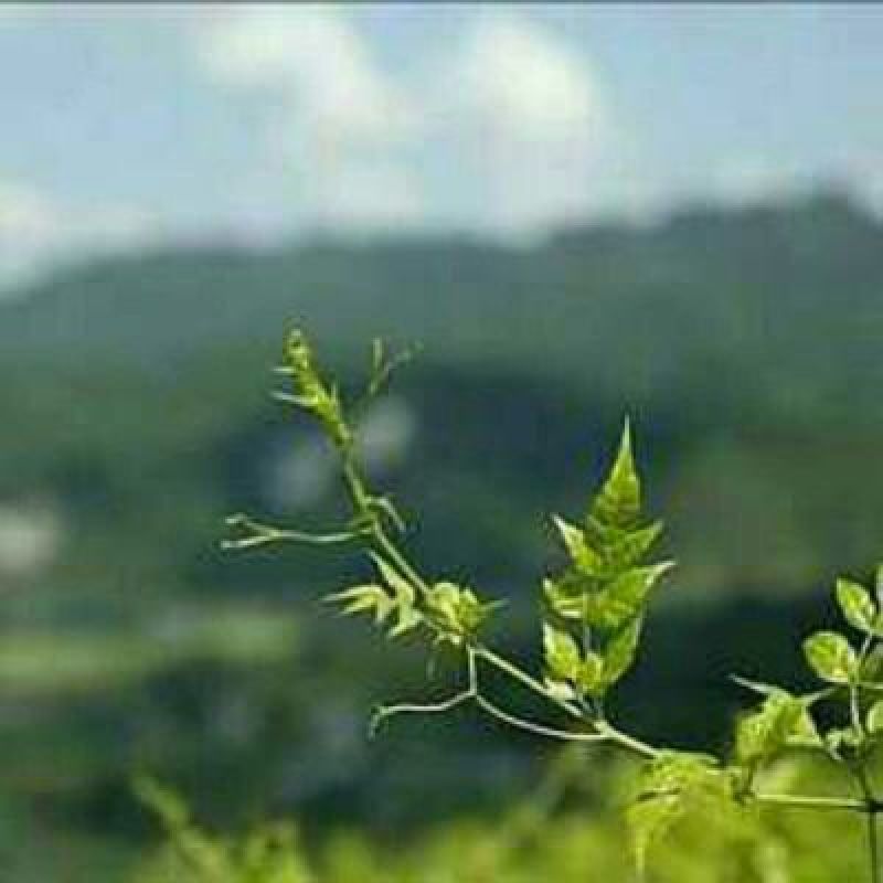 藤条茶特级