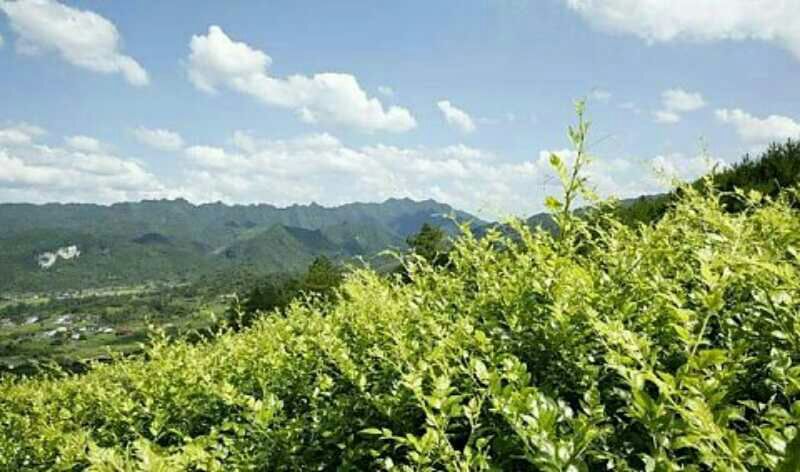 藤条茶特级