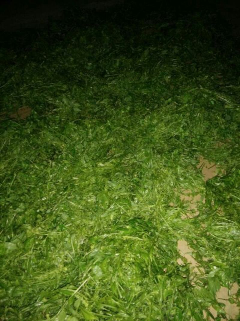 藤条茶特级