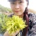 藤条茶特级