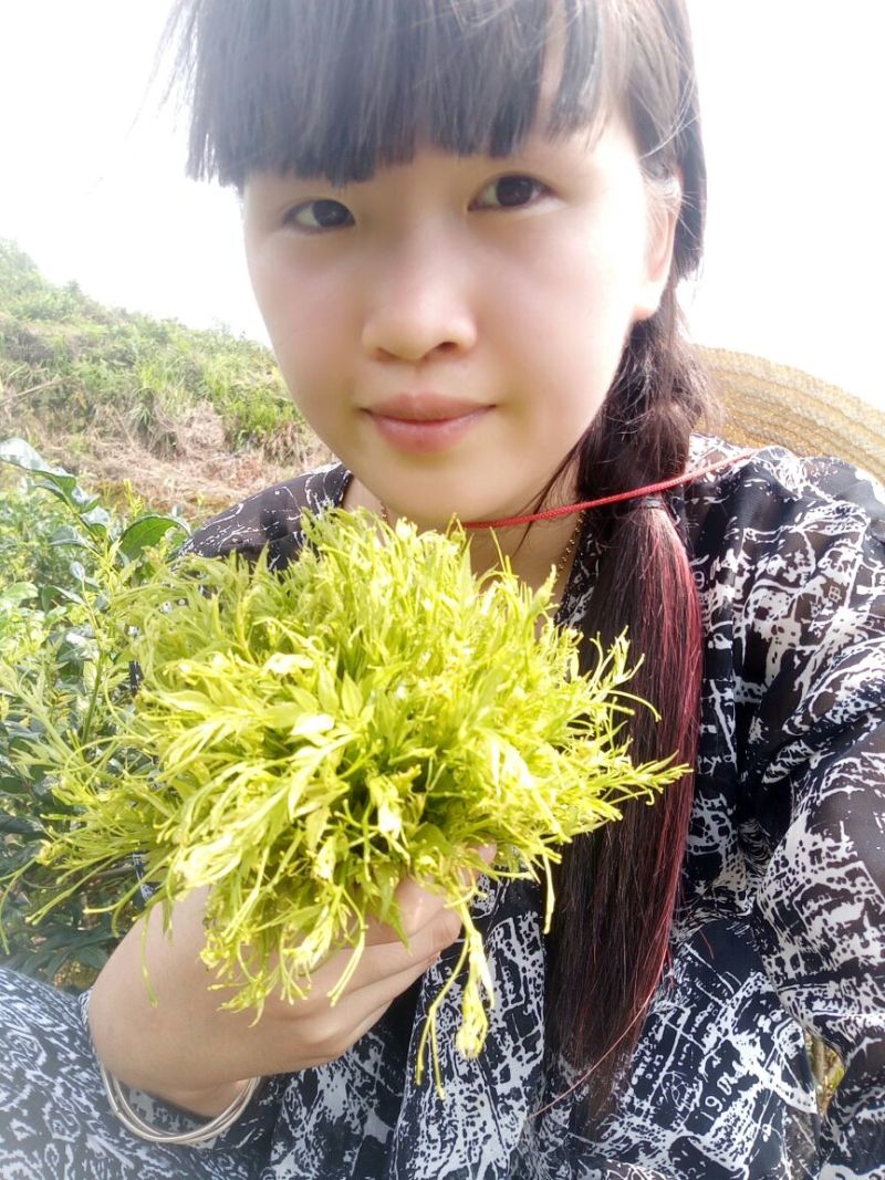 藤条茶特级