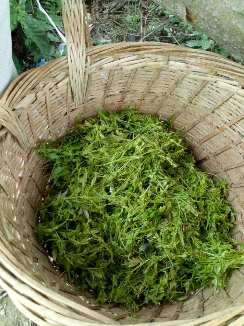 藤条茶特级