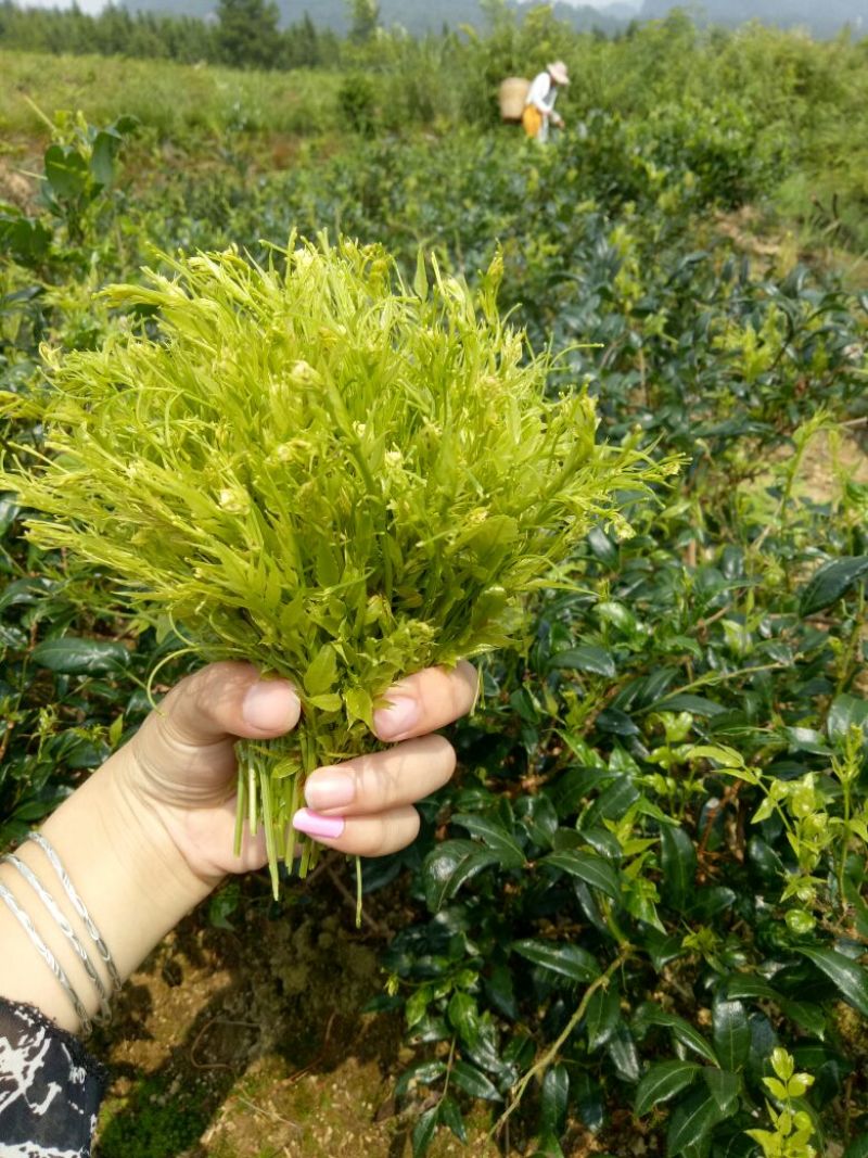 藤条茶特级