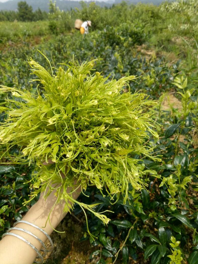 藤条茶特级