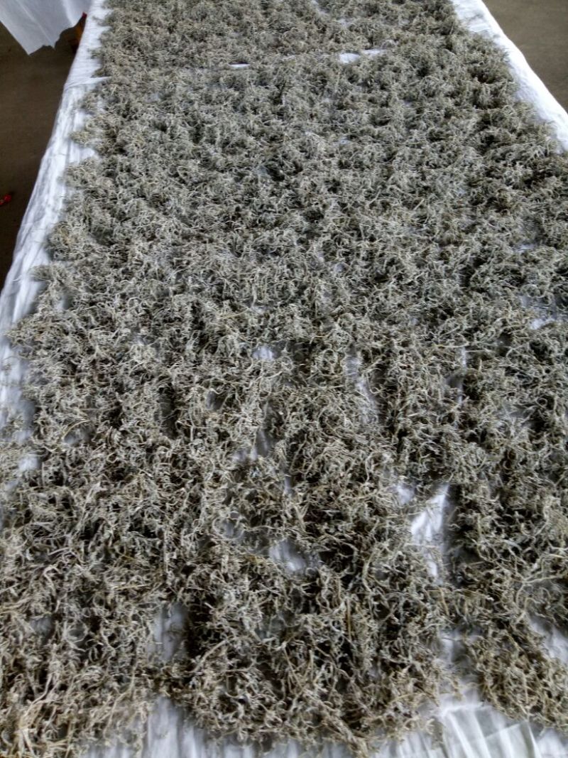 藤条茶特级
